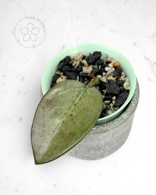Hoya 'Cori' (splash/silver)