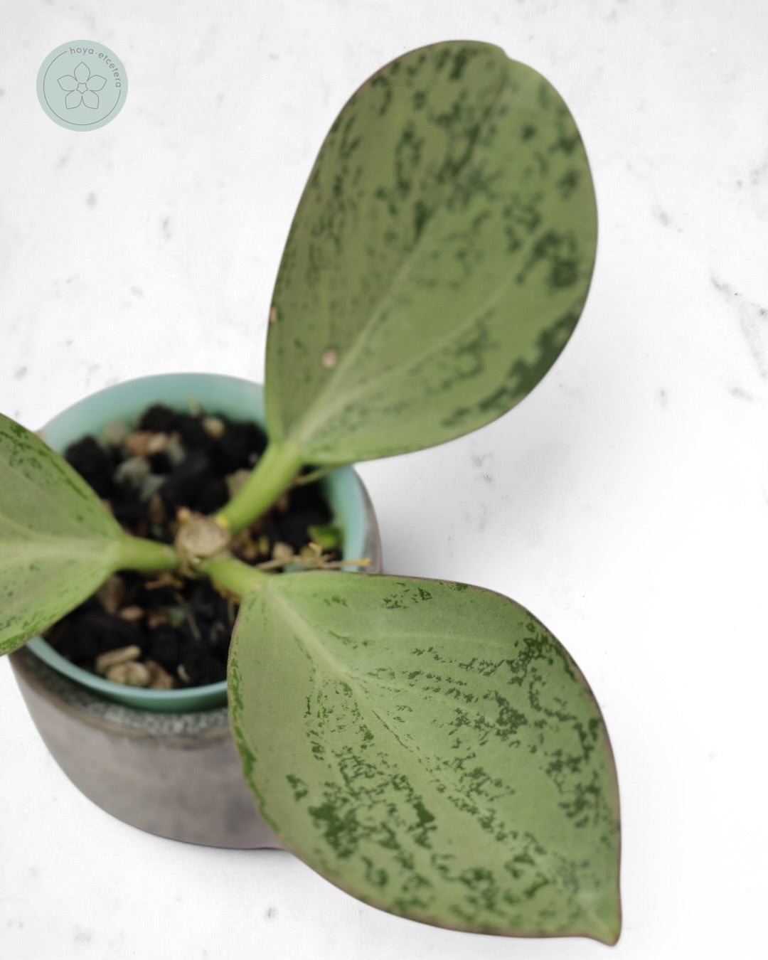 Hoya subquintuplinervis (silver)