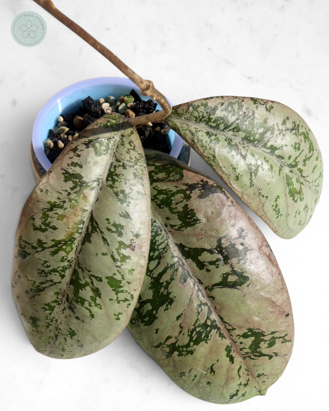 Hoya 'Lorelai'