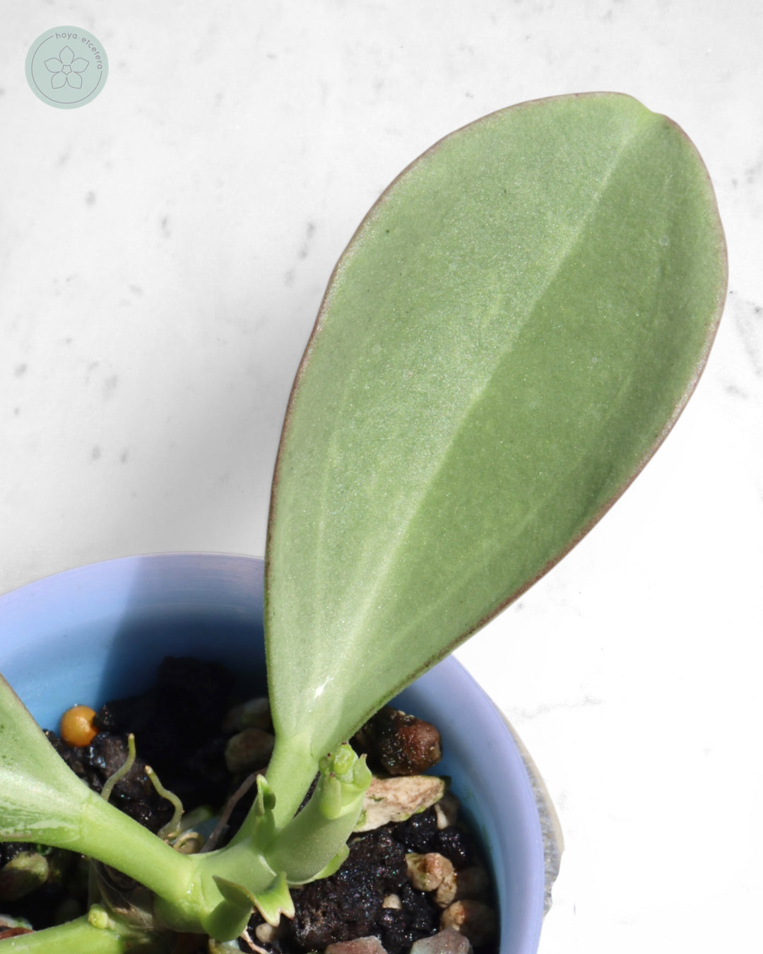 Hoya subquintuplinervis (silver)