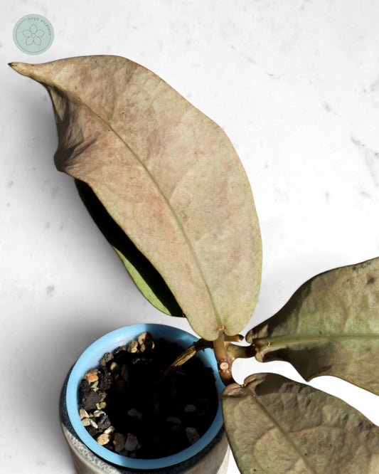 Hoya mitrata (Pearl Gold)