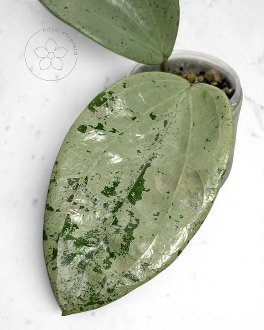 Hoya glabra 'Gin' (silver)