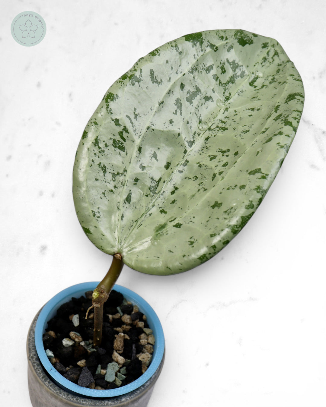 Hoya glabra 'Gin' (silver) 🌱 cutting
