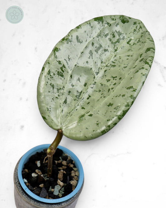 Hoya glabra 'Gin' (silver) 🌱 cutting