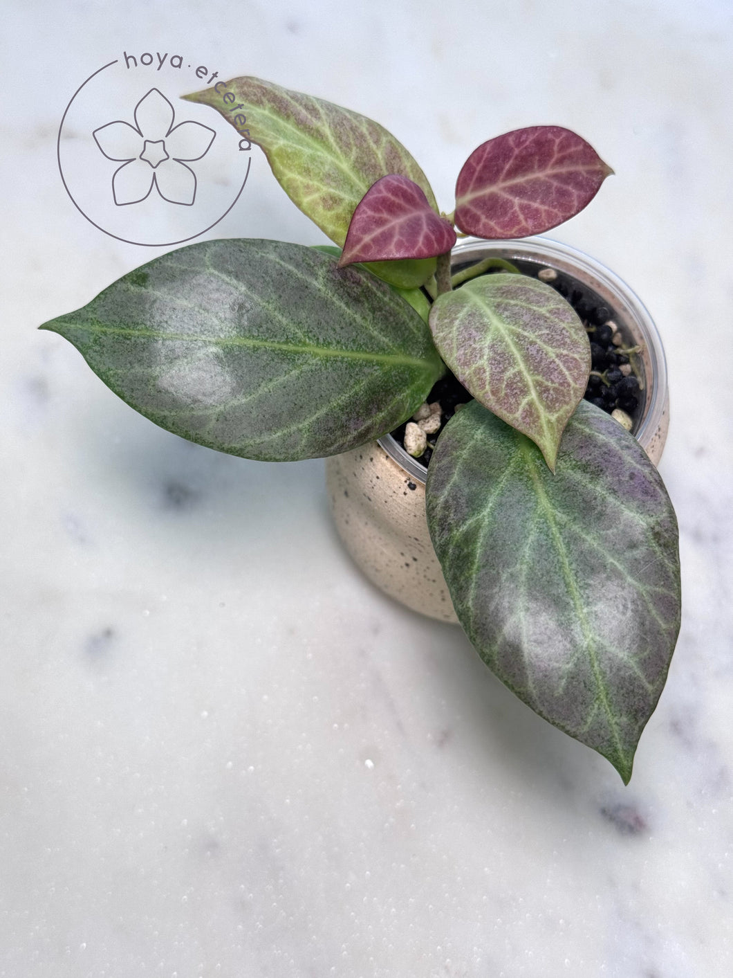 Hoya obscura (silver)