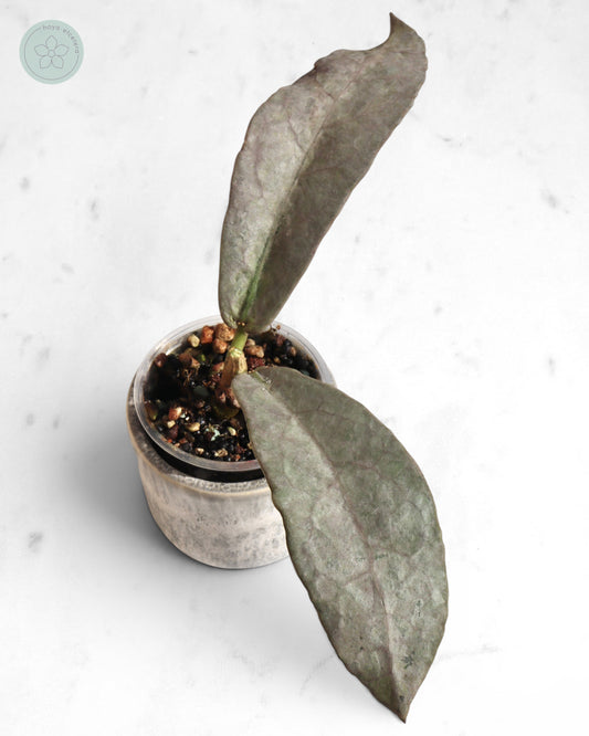 Hoya mitrata (Pearl Gold)