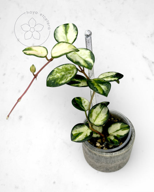 Hoya 'Mathilde' (variegated)