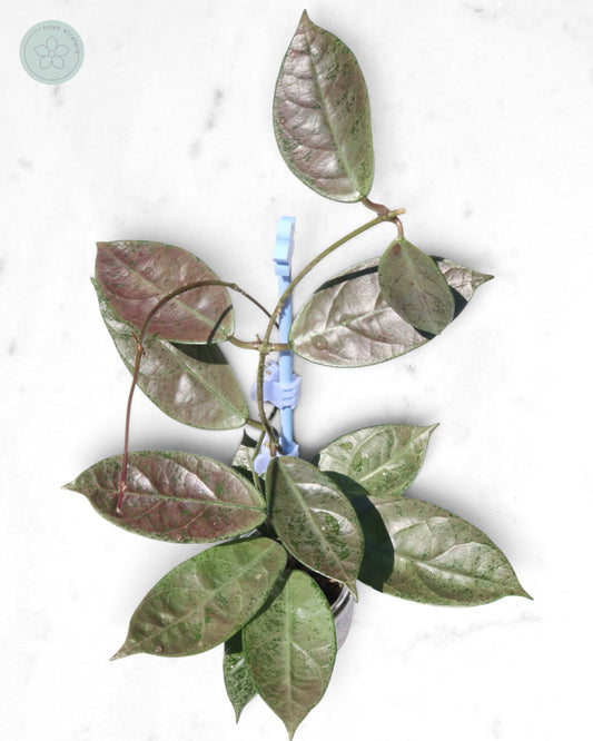 Hoya sp. Lai Chau (silver)