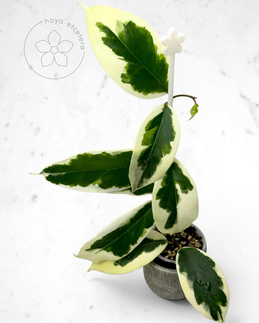 Hoya ilagiorum (albo)