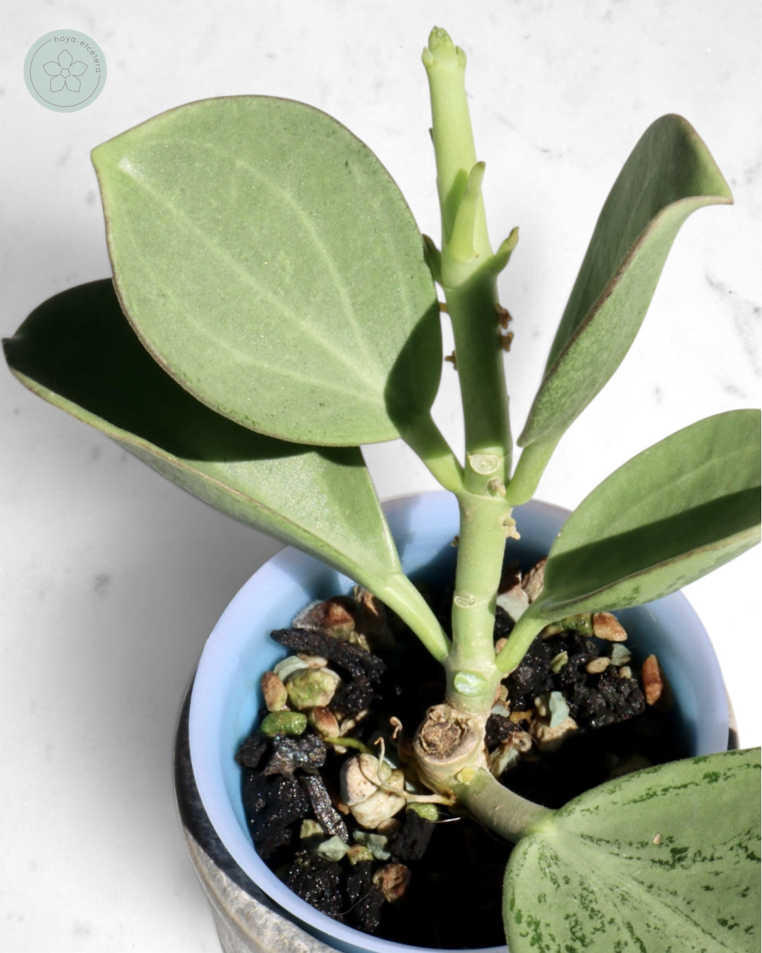 Hoya subquintuplinervis (silver)