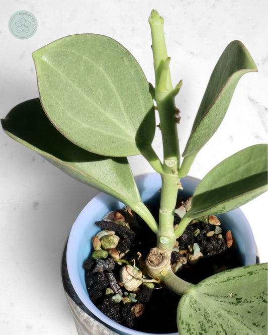 Hoya subquintuplinervis (silver)