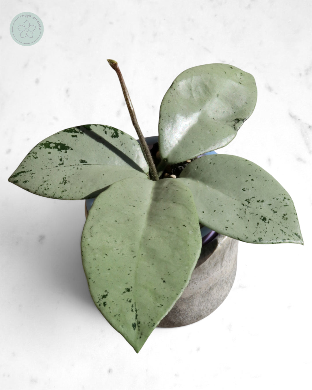 Hoya 'Stardust' (silver)