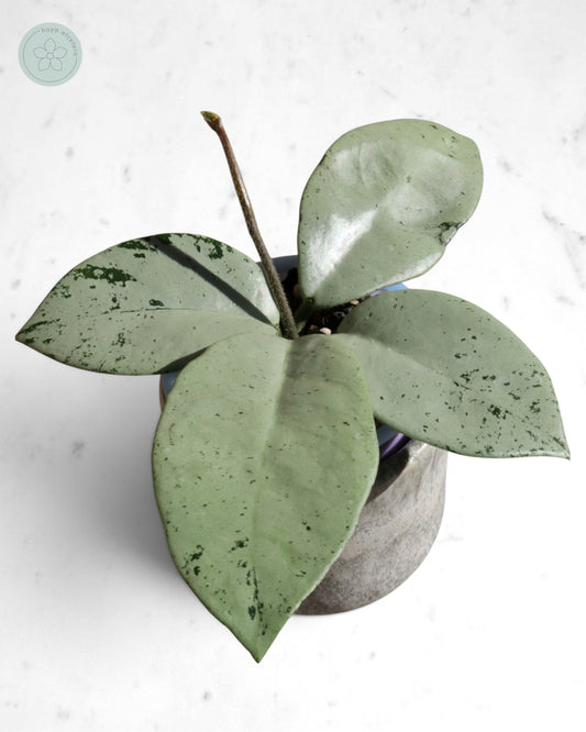 Hoya 'Stardust' (silver)
