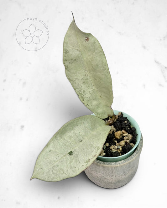 Hoya mitrata (sp. Buntok silver AH clone)