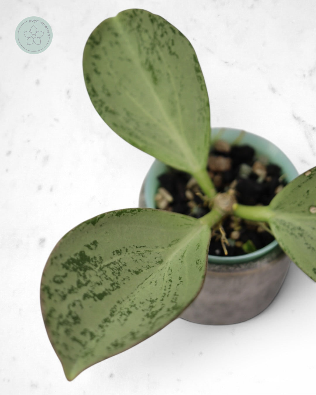 Hoya subquintuplinervis (silver)