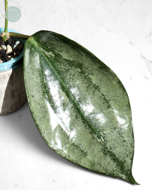 Hoya 'Rimba Perak' (silver)