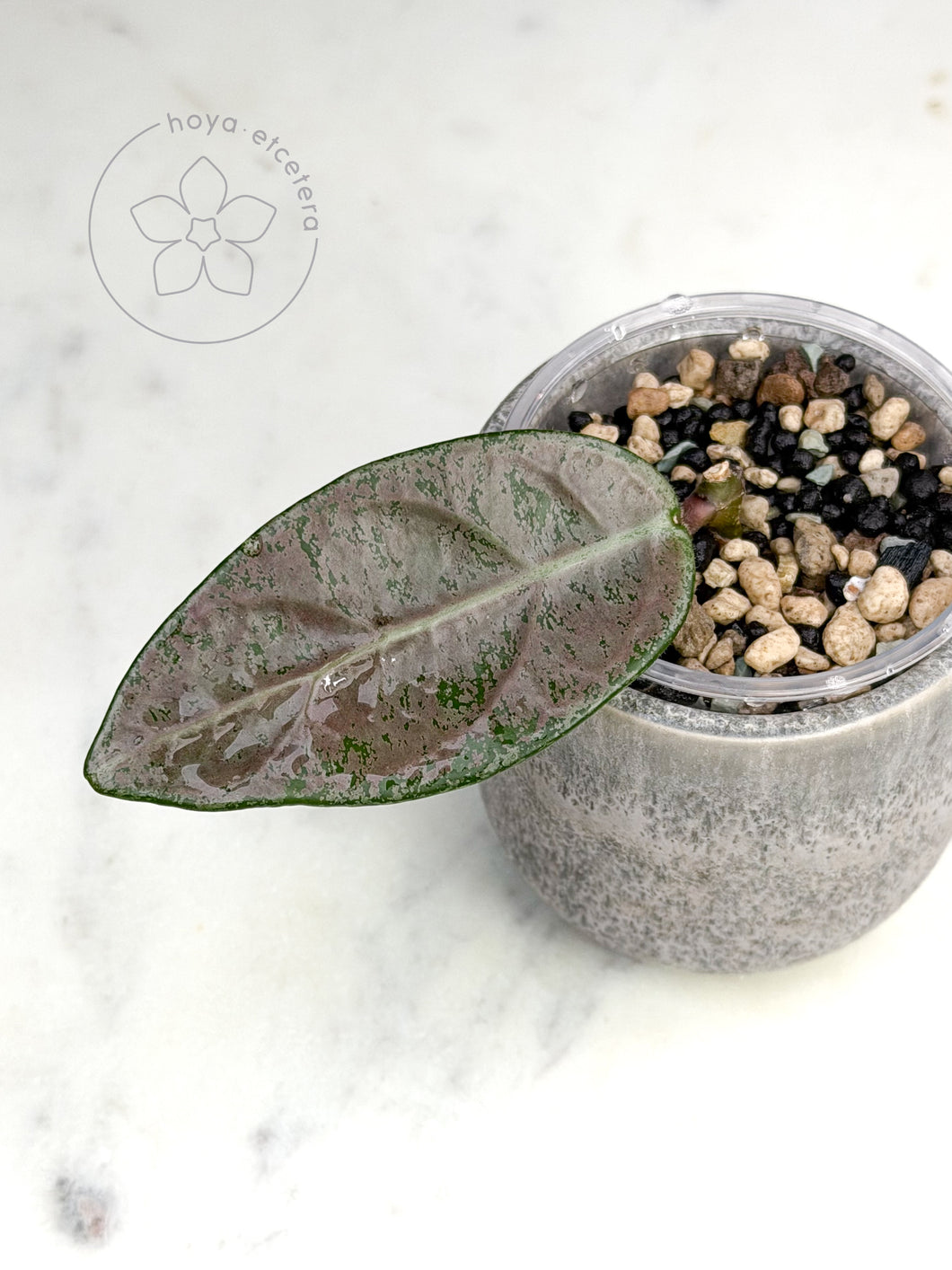 Hoya sp. Lai Chau (silver)