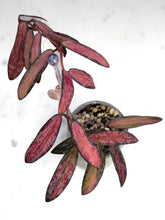 Load image into Gallery viewer, Hoya sigillatis (variegated splash)
