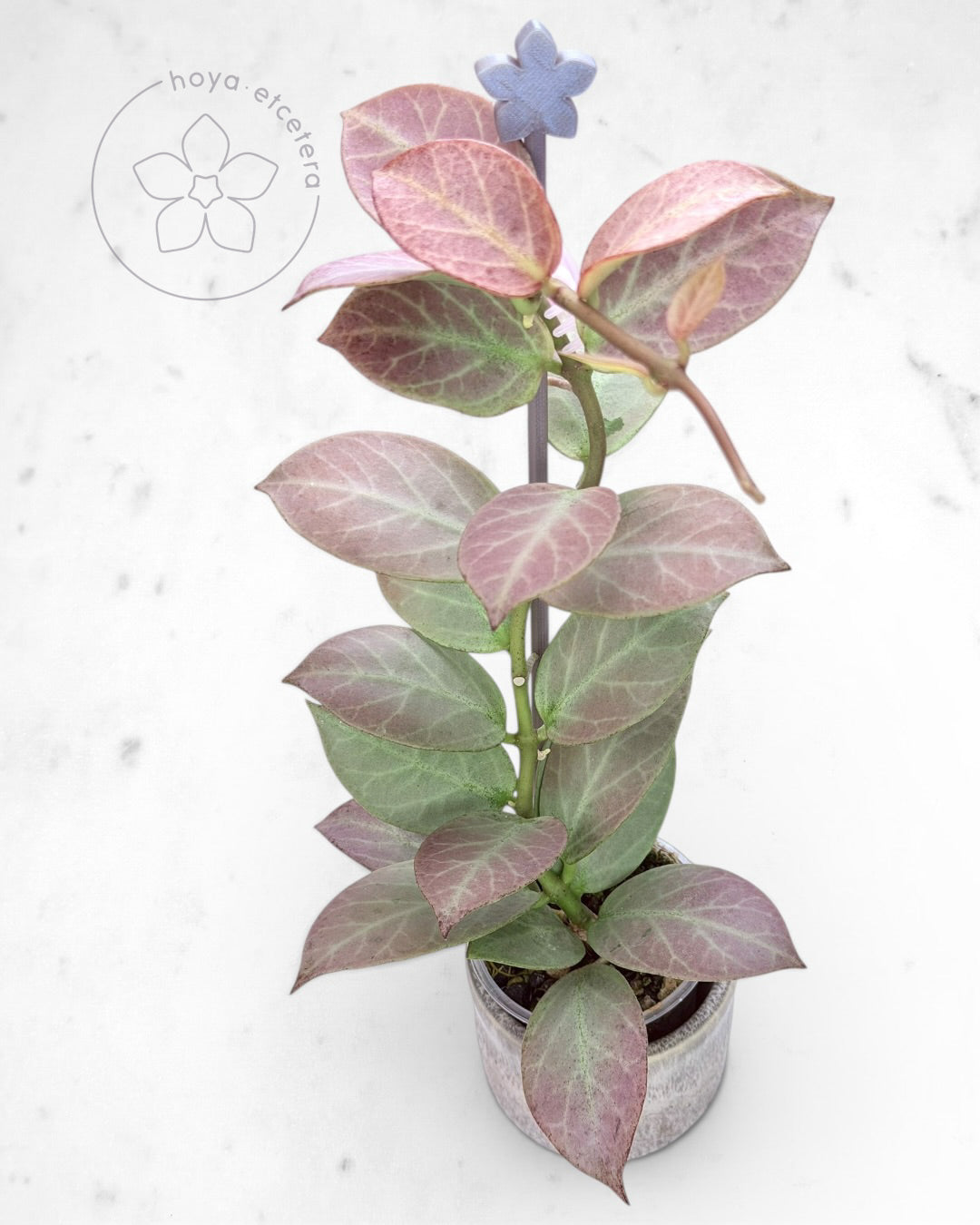 Hoya obscura 'Cryptic Chrome' CML-09-21-A