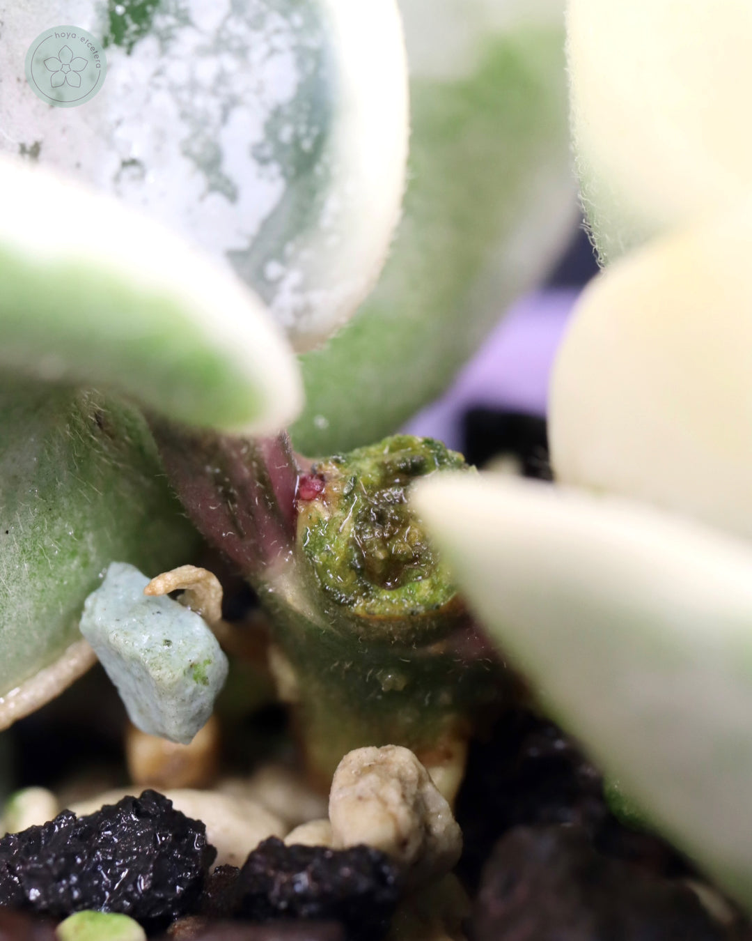 Hoya compacta 'Oblak'