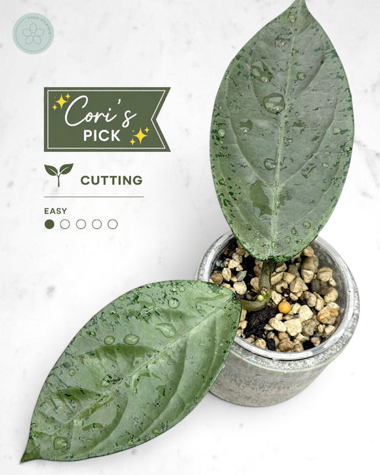 Hoya sp. Lai chau (silver)