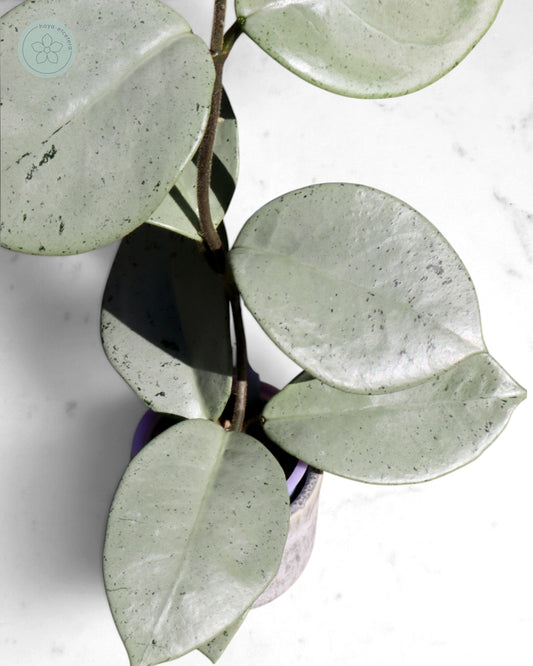 Hoya 'Stardust' (silver)