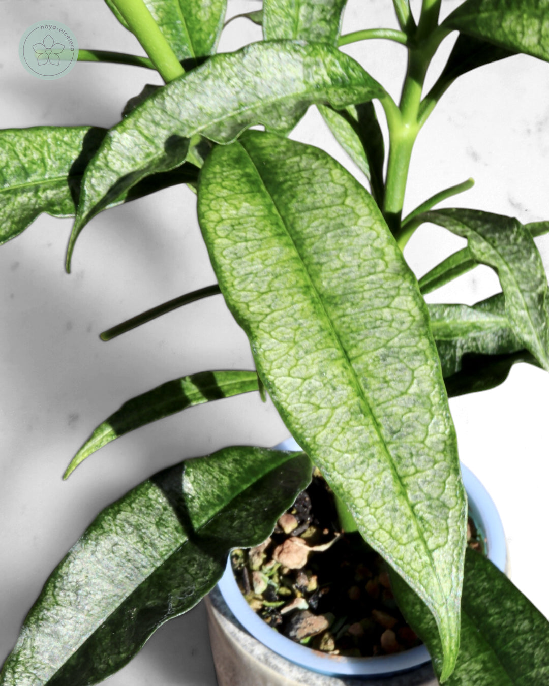 Hoya irisae (silver)