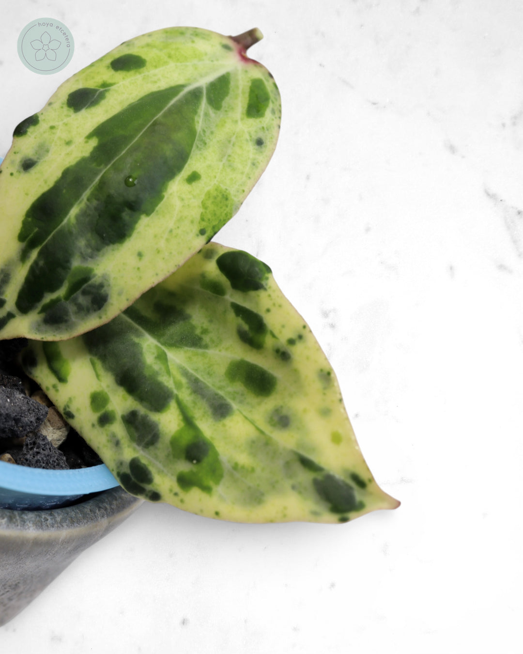 Hoya 'Swiffer’s Nightmare' 🌱 cutting