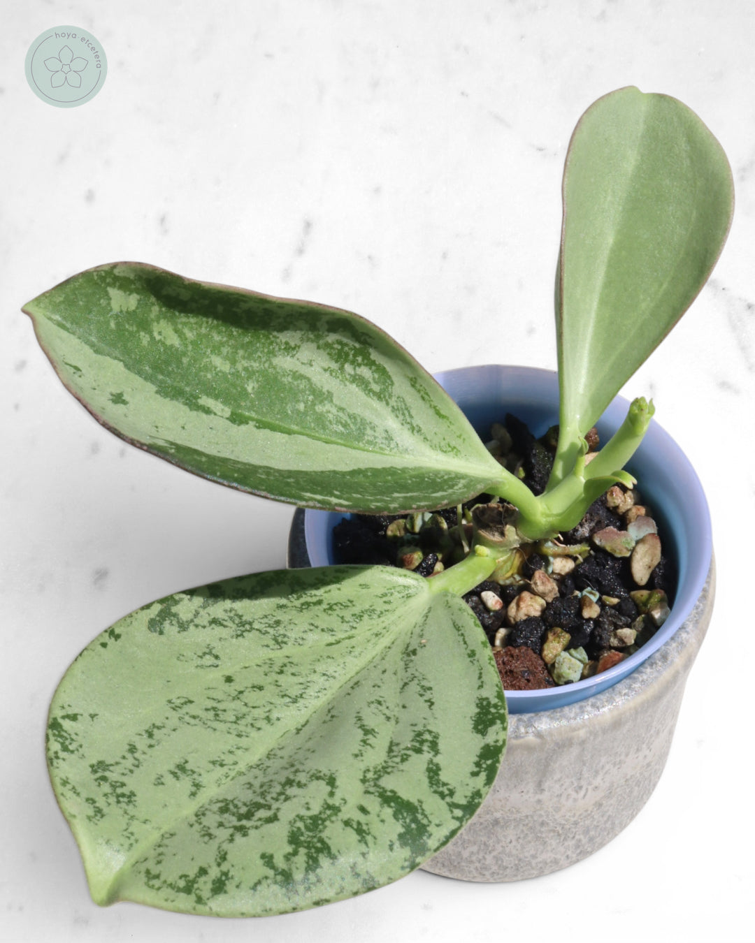 Hoya subquintuplinervis (silver)