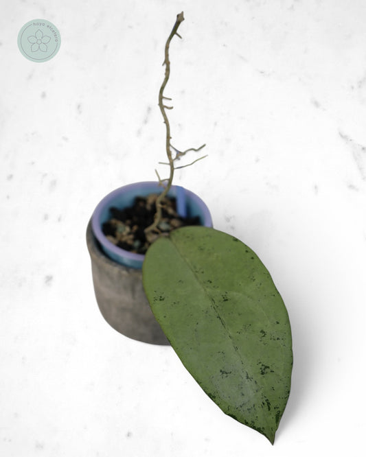 Hoya 'Emperor' (aff clemensiorum silver)