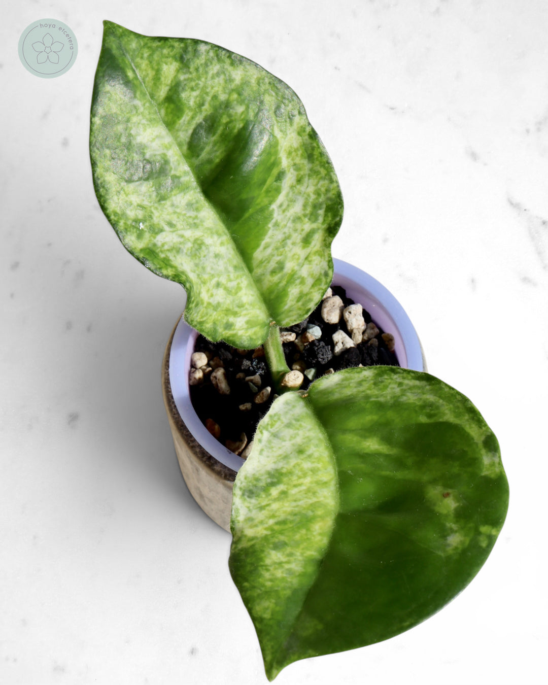 Hoya australis (peridot)