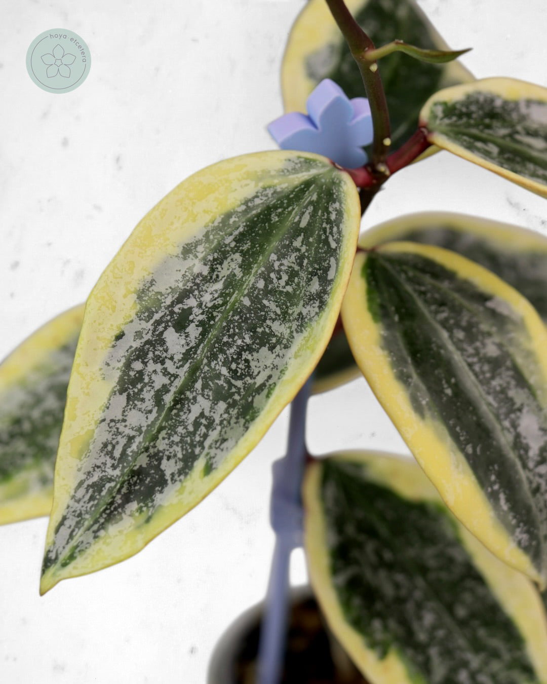 Hoya sp. Rangsan (albo splash)