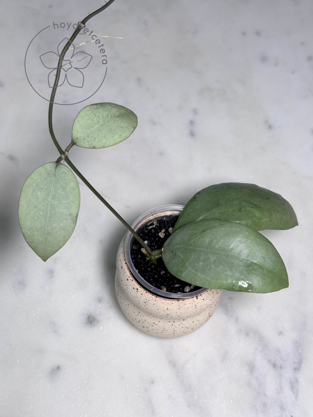 Hoya erythrostemma (silver)