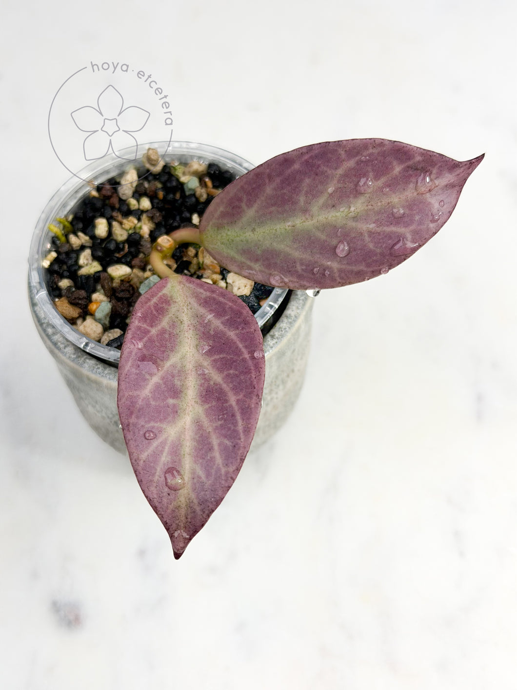 Hoya obscura 'Cryptic Chrome' CML-09-21-A