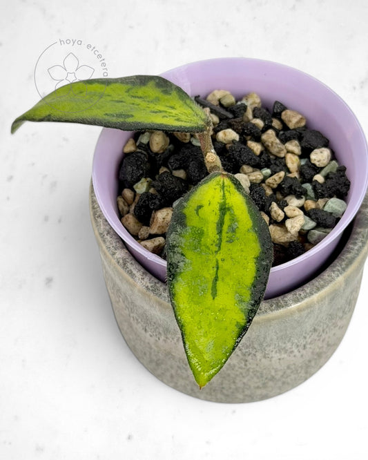 Hoya phuwuaensis (variegated)
