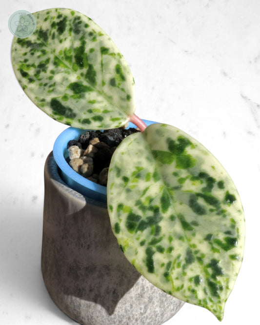 Hoya carnosa 'Madara' (Snow Angel)