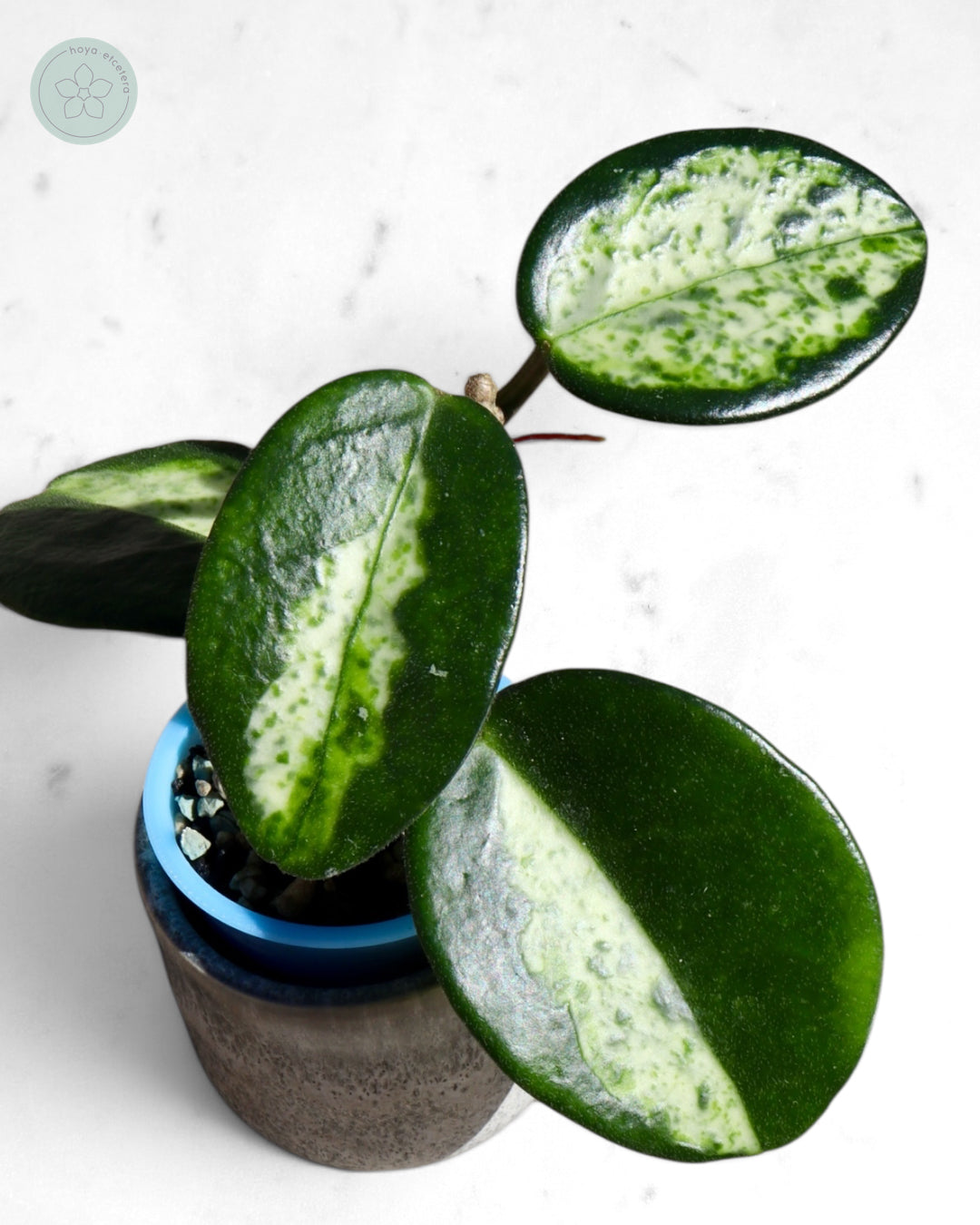 Hoya carnosa 'Madara' (Green Edge)