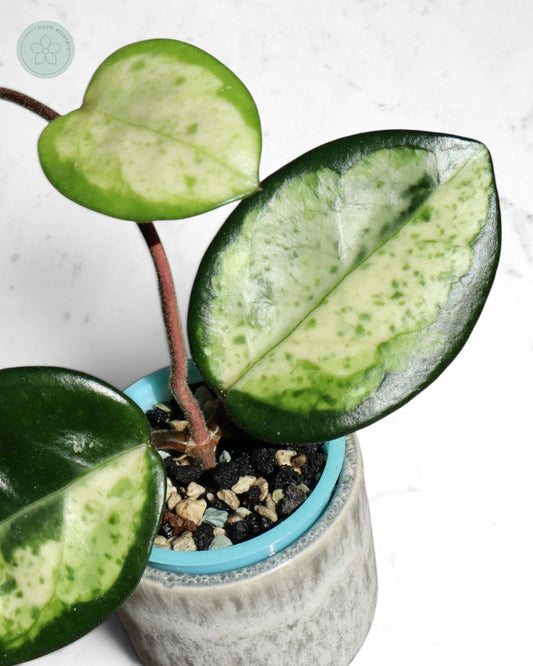 Hoya carnosa 'Madara' (Green Edge)