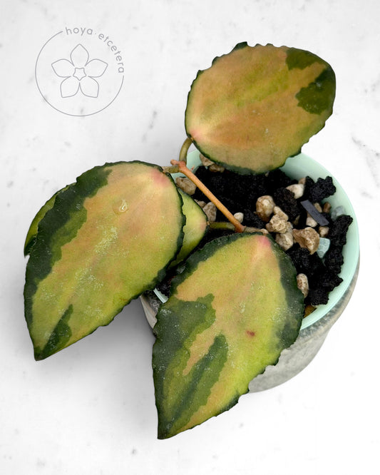 Hoya caudata (variegated)