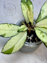 Load image into Gallery viewer, Hoya crassipetiolata (inner variegated)
