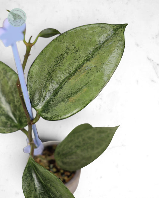 Hoya latifolia 'Rimba Perak' (silver)