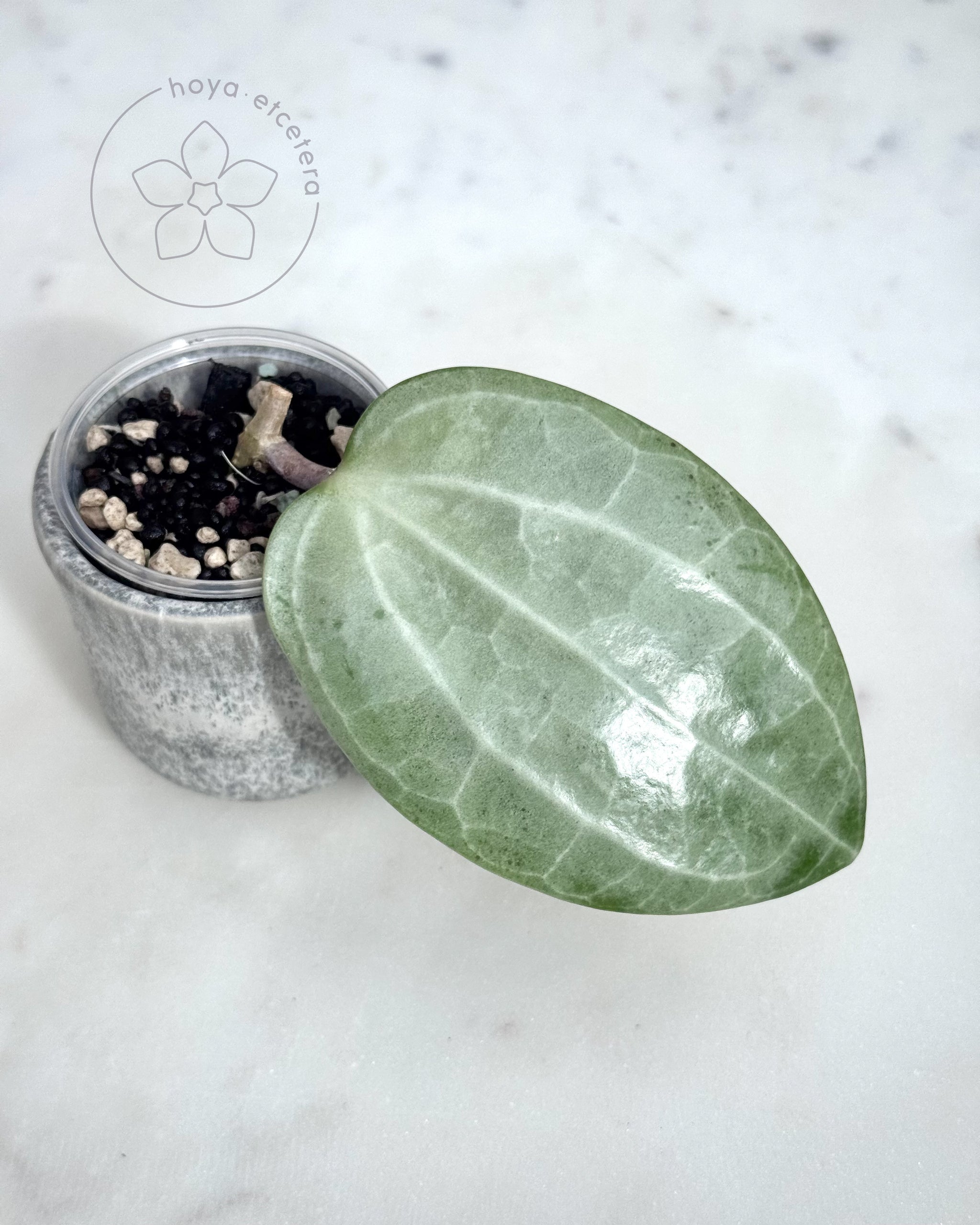 Hoya latifolia (silver) – Hoya etcetera