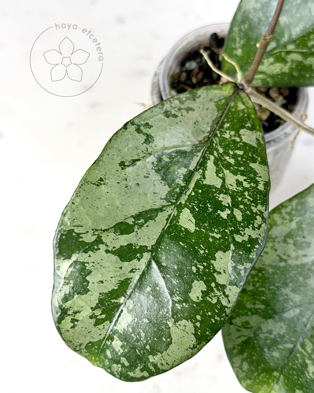 Hoya crassipetiolata (splash) x 'Michele' (AH clone 1) ✨ Grower’s Choice cutting 🌱