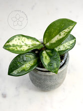 Load image into Gallery viewer, Hoya carnosa &#39;Madara&#39; (Green Edge)
