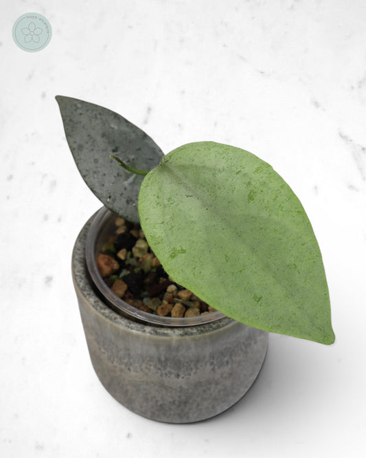 Hoya caudata 'Argene'