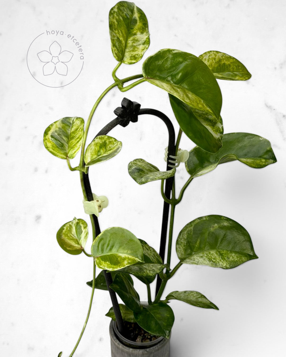 Hoya australis (peridot)