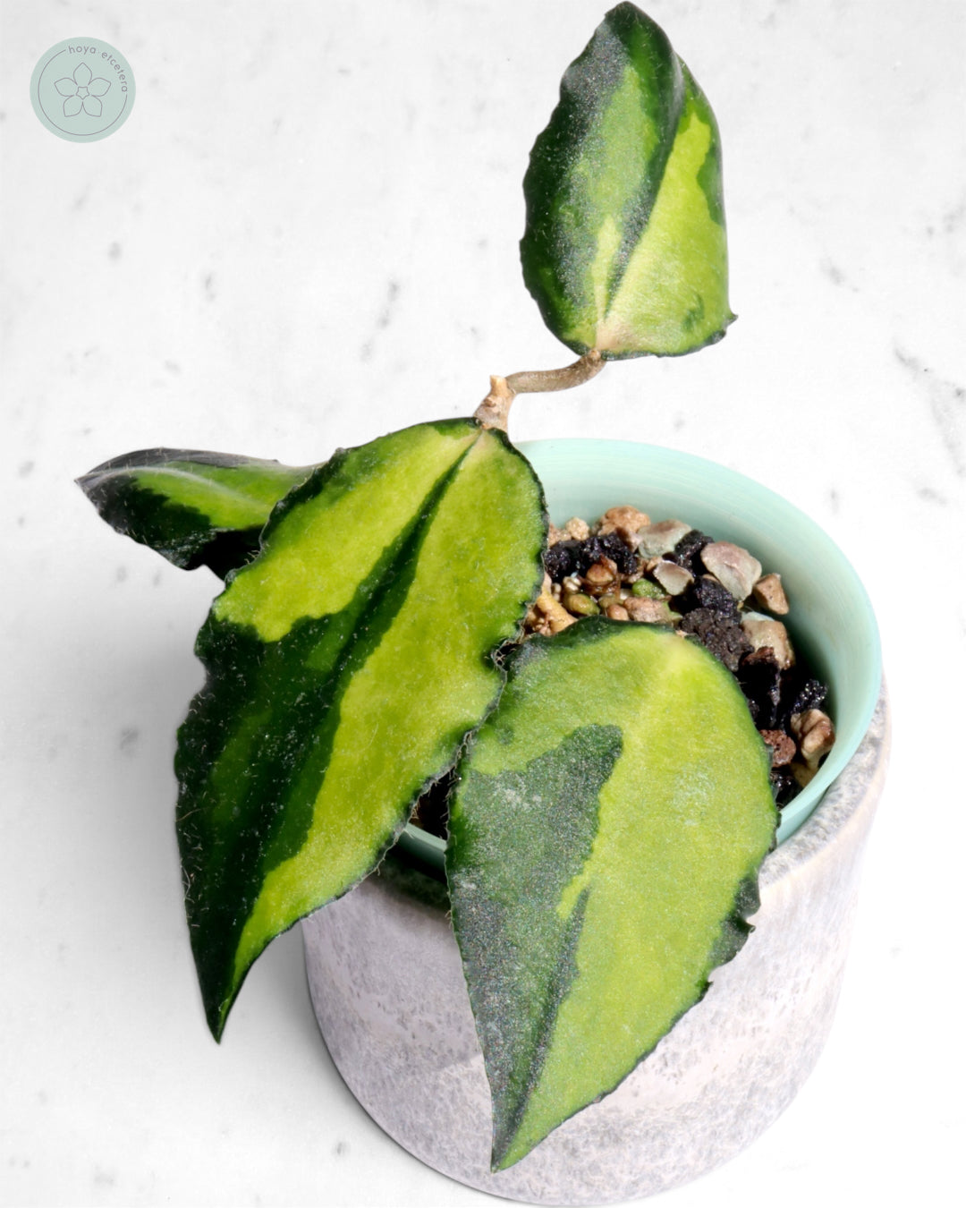 Hoya caudata (variegated)
