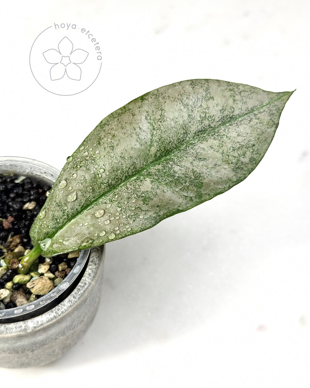 Hoya mitrata (Borneo silver)