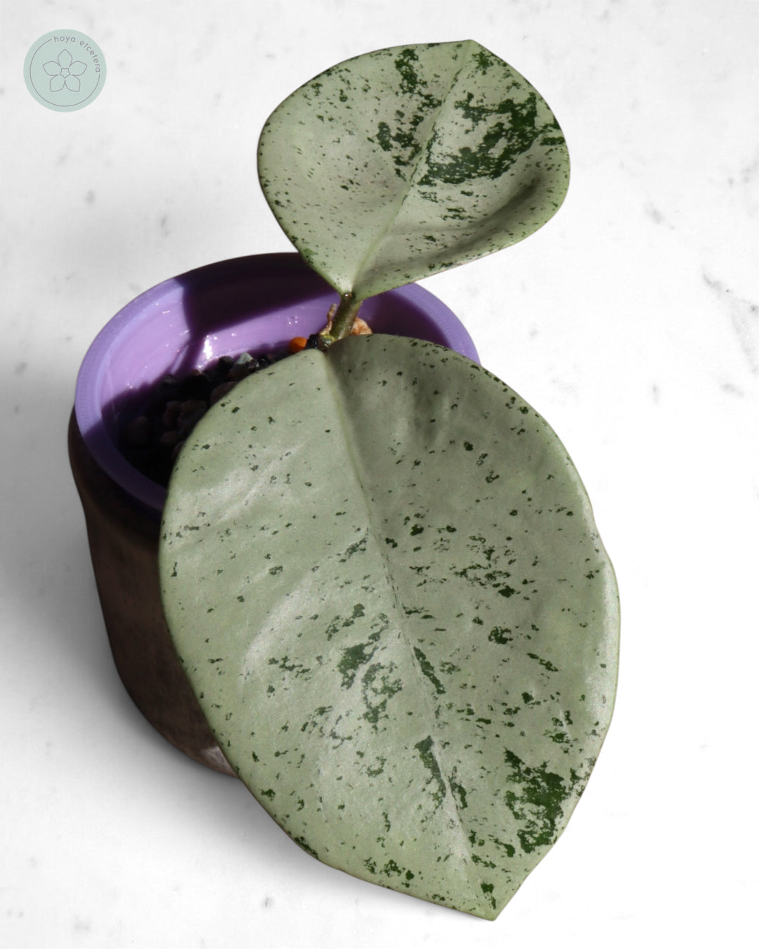 Hoya 'Stardust' (silver)
