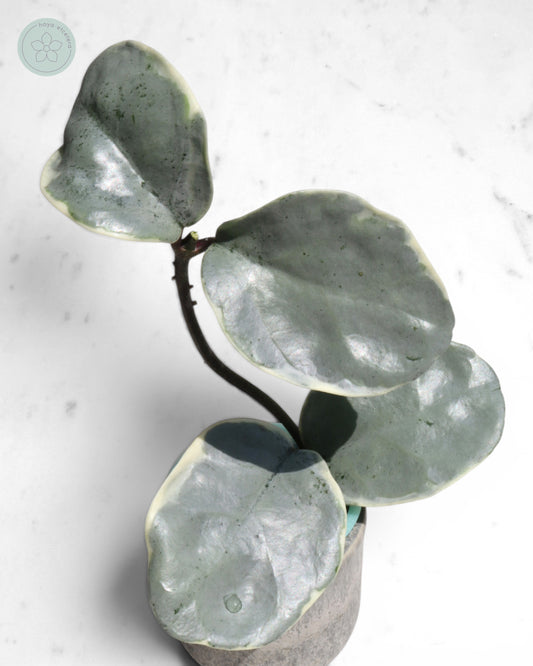 Hoya carnosa 'Argentea Picta' 🌱 cutting